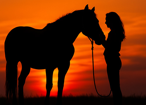 Horse & Livestock Burial